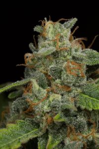 Dinamed CBD Auto