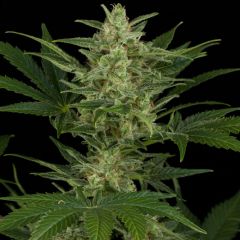 Critical Jack Auto