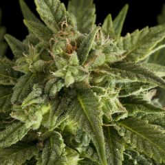 Fruit Auto - Feminised Seeds