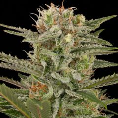 Original Amnesia