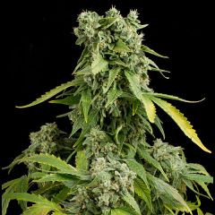 Blue Cheese Autoflowering