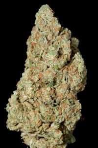 Critical Cheese 