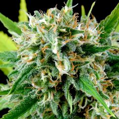 Royale Haze
