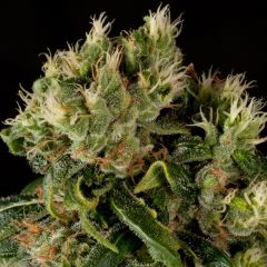 Santa Sativa
