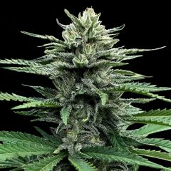 Auto Strawberry Banana - 5-pack