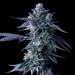 Chocolope - 5-pack