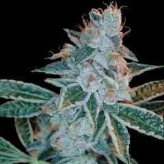 Lemon OG Kush - 5pack