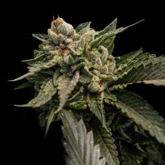 strawberry-sorbet-6pack-feminized-dna-amsterdam-seed-center