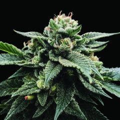 Sorbet Stash - 5PACK