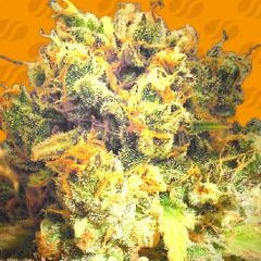 Dr Bruce Banner CBD - 3-pack