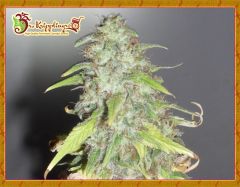 kripple-shock-amsterdamseedcenter