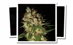 G13 x Blueberry Headband