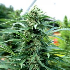 Cherry OG