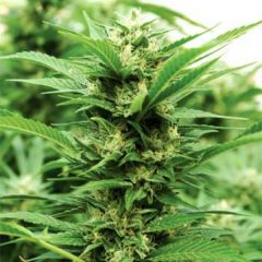 Emerald Jack