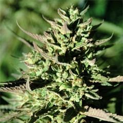 Grapefruit Krush