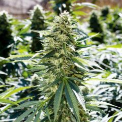 Lemon Diesel