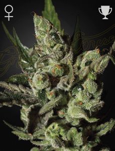 Every Cheese lover will cheer out loud for Exodus Cheese, the extremely popular Cheese strain from out of the UK and finally available in seed form. While not the easiest plant to rear, she is an enriching variety with great potency. During the flowering 