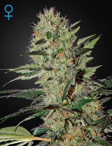 Exodus Cheese Autoflowering - 5PACK