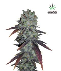 fastberry-5pack-auto-fast-bud-seeds-amsterdam-seed-center