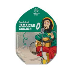 Jamaican Collie - 5-pack