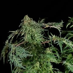 Freaky Ryder - 5-pack