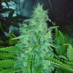 Freeze Cheese '89 - 5PACK
