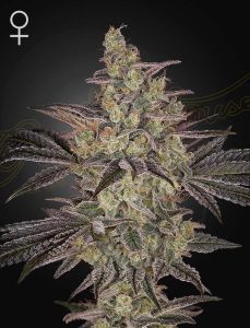 Frosted Guava Auto - 5-pack