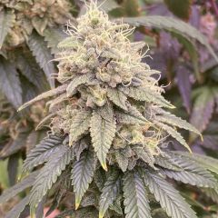 Frosted Onionz