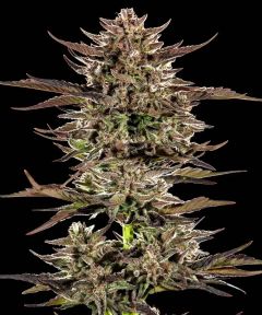 Frosted Zinn x 3 Bears OG Auto - 5-pack