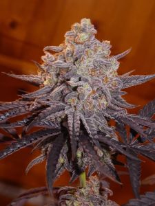 Frosty's Kush Pie - 6-pack