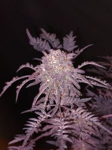 Frosty's Purple Freak - 6-pack