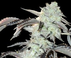 frozen-gelato-inhouse-12pack