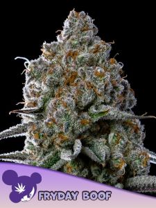 Fryday Boof - 5-pack