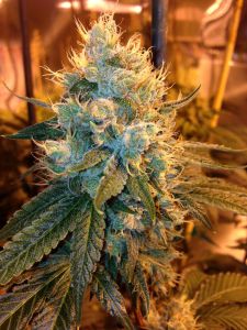 ganja-farmer-og-feminised-5pack-loud-seeds