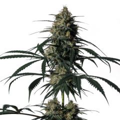 green-doctor-5pack-fem-mmgenetics