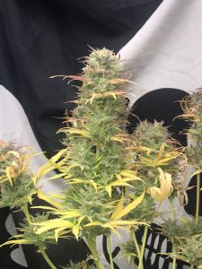 Girl Scout Kush Auto - 5-pack