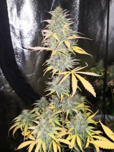 Girl Scout Kush Auto - 5-pack