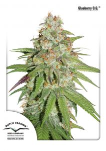 glueberry-og-dutch-passion-amsterdam-seed-center