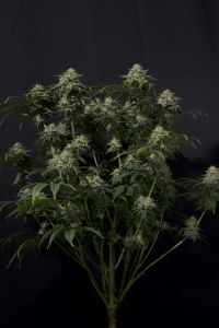 Gorilla Cookies Fast Flowering - 5-pack