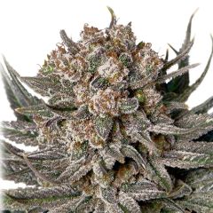 Gorilla Super Glue
