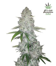 gorilla-glue-5pack-auto-fast-bud-seeds