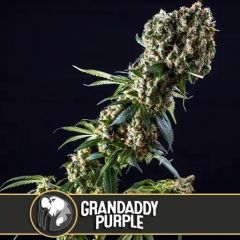 Grandaddy Purple - 9-pack