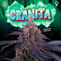 Granita - 5-pack