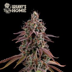 Granny’s Home