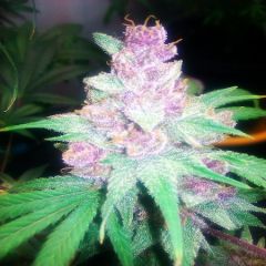 Grape Kush