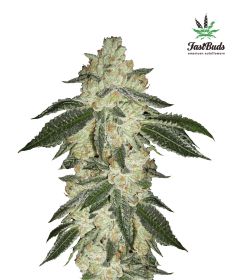 green-crack-5pack-auto-fast-bud-seeds