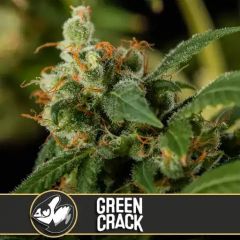 Green Crack - 3-pack