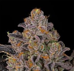 Guava Bomba - 7-pack
