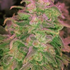 hawaii-maui-waui-5pack-nirvana-seeds