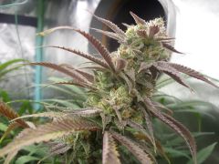 Haze Ananas - 12-pack